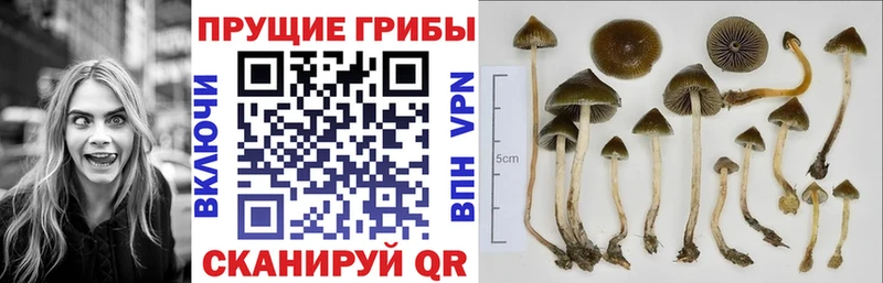 Галлюциногенные грибы GOLDEN TEACHER  Гусь-Хрустальный 